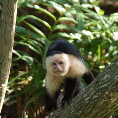 White-faced Monkey