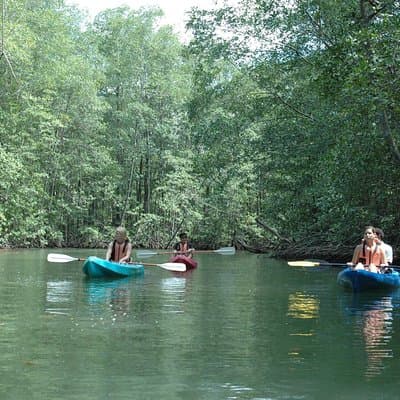 Damas Island Mangrove Wetlands