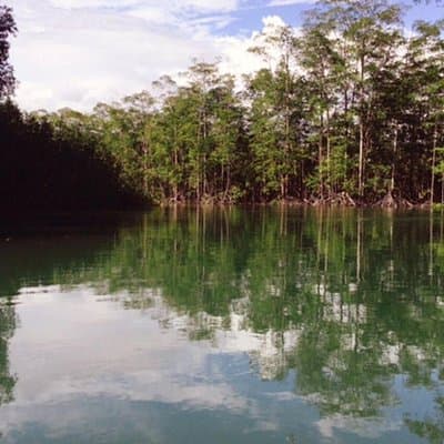 Monkey Tour to Isla Damas Mangroves from Jacó photo 4