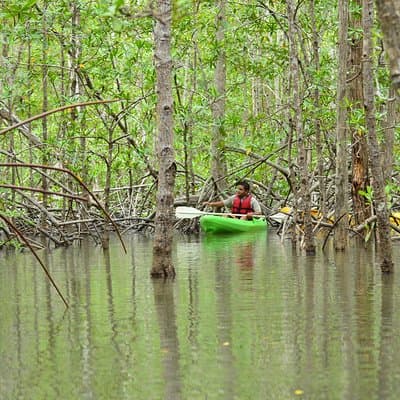 Damas Island Mangrove Kayaking Tour from Jacó photo 3