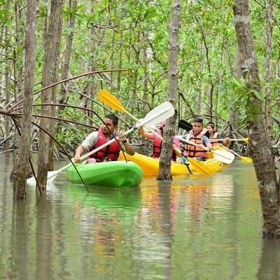 Damas Island Mangrove Kayaking Tour from Jacó photo 4