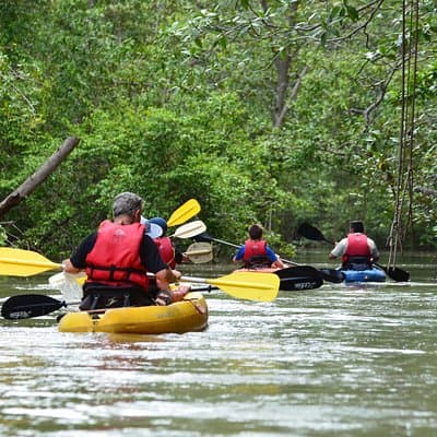 Damas Island Mangrove Kayaking Tour from Jacó photo 5