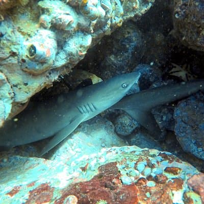 White tip reef sharks