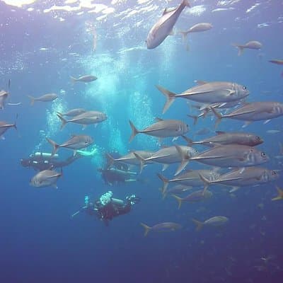 Big eye jacks