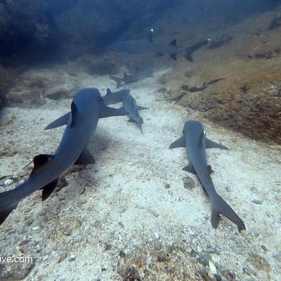 Sharks