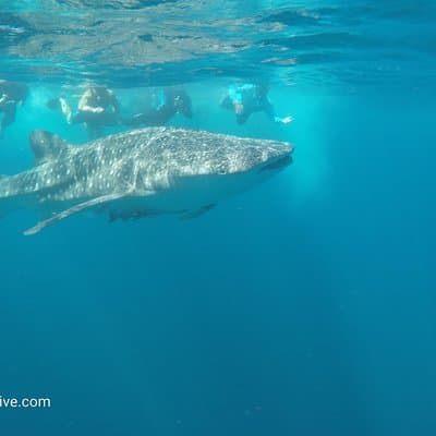 Whale shark
