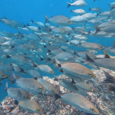 School of grunts