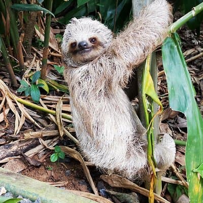 Sloth Rio Celeste Waterfall Tour - Bijagua