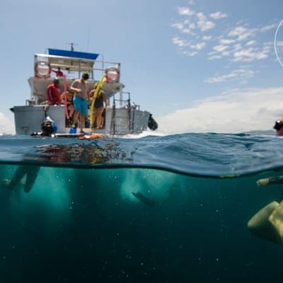 Snorkeling at Catalina Islands & North Island - CR photo 2