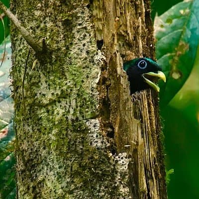 Carara National Park Birdwatching Private Guided Tour Experience. photo 3