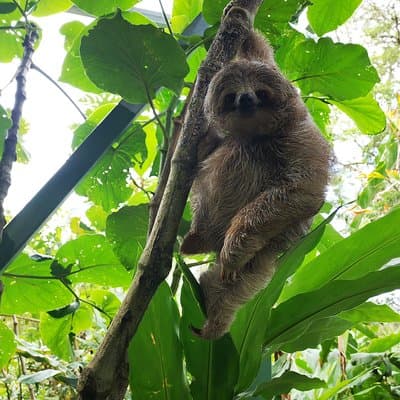 Sloth at Bijagua Sanctuary