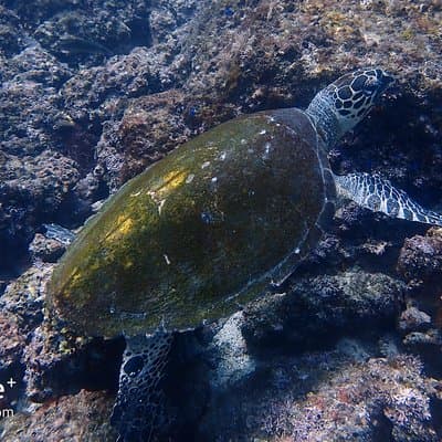 Turtle