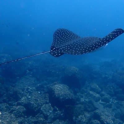 Spotted eagle ray