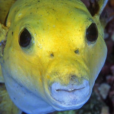 Scuba Diving Hermosa and Coco Beach for Certified Divers photo 4