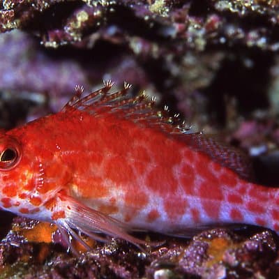 Scuba Diving Hermosa and Coco Beach for Certified Divers photo 5