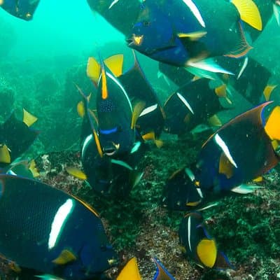 Scuba Diving Hermosa and Coco Beach for Certified Divers photo 3