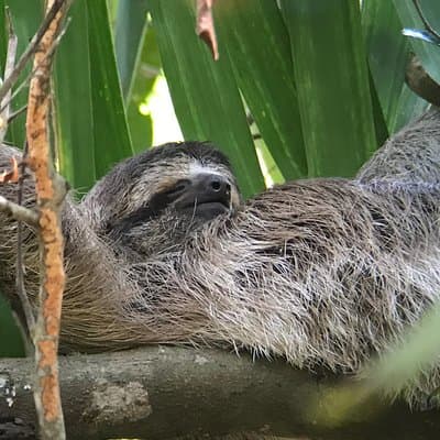 Baby three toed sloth