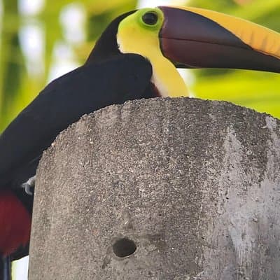 black-mandibled toucan