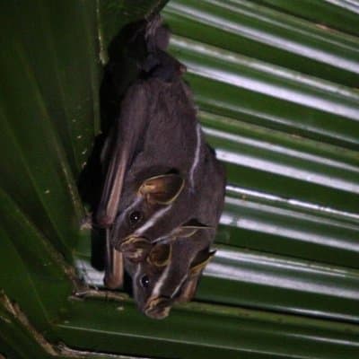 bats