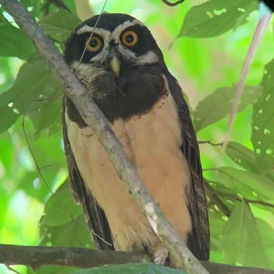 owl