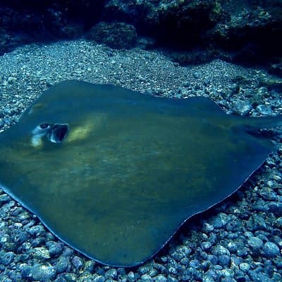 Stingray