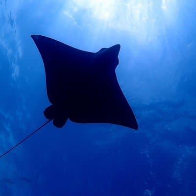 Spotted eagle ray