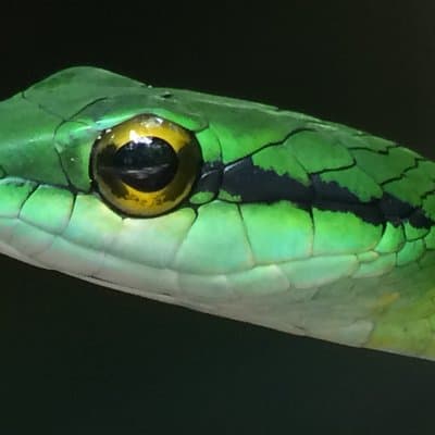 Manuel Antonio Night Tour - Sloth-Red Eye Frog - Jungle Wildlife photo 2