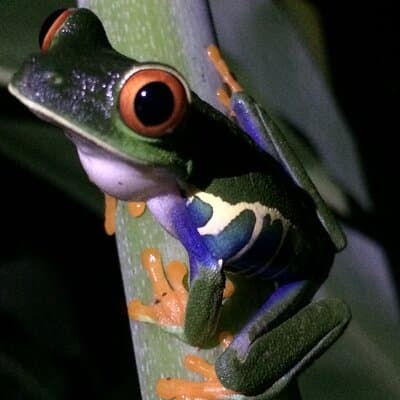 Manuel Antonio Night Tour - Sloth-Red Eye Frog - Jungle Wildlife photo 3