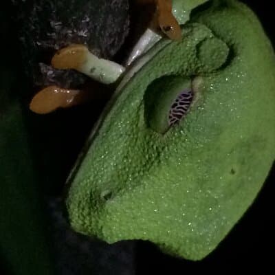 Manuel Antonio Night Tour - Sloth-Red Eye Frog - Jungle Wildlife photo 4