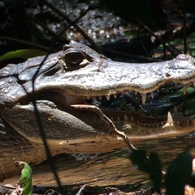 Manuel Antonio Night Tour - Sloth-Red Eye Frog - Jungle Wildlife photo 5