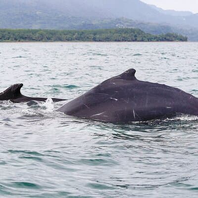 Whales and Dolphins watching Tour From Uvita photo 3