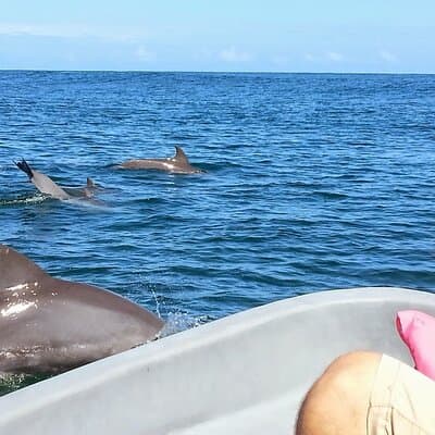 Whales and Dolphins watching Tour From Uvita photo 5