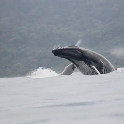 Whales and Dolphins watching Tour From Uvita photo 2