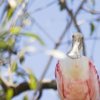 Monkey Tour to Isla Damas Mangroves from Jacó photo 3