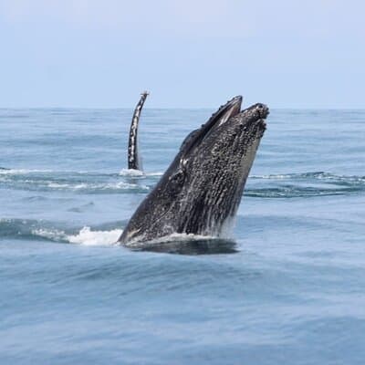 Humpback Whale