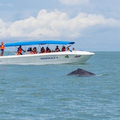 Whale Watching at the Marino Ballena National Park photo 3