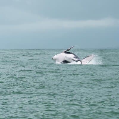 Whale Watching at the Marino Ballena National Park photo 5