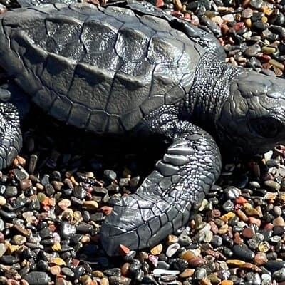 sea turtle baby