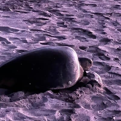 Sea turtle on the beach