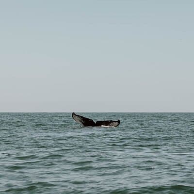 Uvita: Whales & Dolphins Watching -Marino Ballena Park Costa Rica photo 2