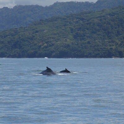 Uvita: Whales & Dolphins Watching -Marino Ballena Park Costa Rica photo 3