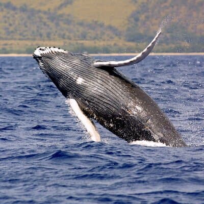 Uvita: Whales & Dolphins Watching -Marino Ballena Park Costa Rica photo 4