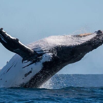 Uvita: Whales & Dolphins Watching -Marino Ballena Park Costa Rica photo 5