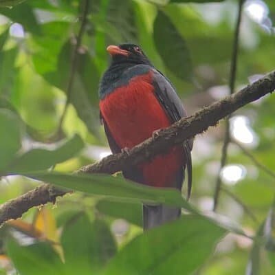 Slaty-tailed Trogon