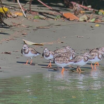 Nature and Bird Watching at Marino Ballena National Park photo 4