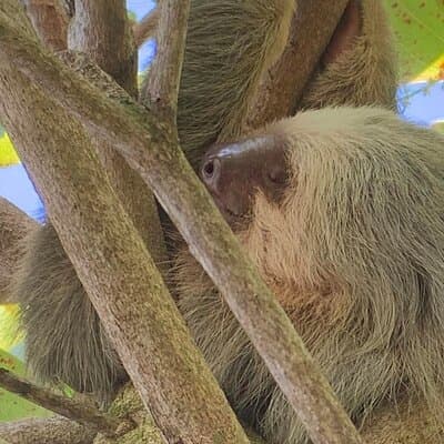 Sloth
