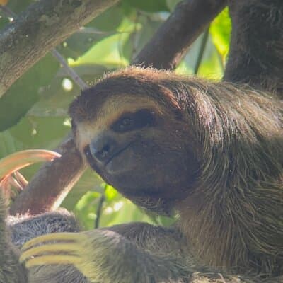 Hike in Manuel Antonio National Park with Transportation photo 2