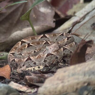 Hike in Manuel Antonio National Park with Transportation photo 3