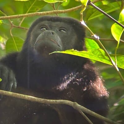 Hike in Manuel Antonio National Park with Transportation photo 5