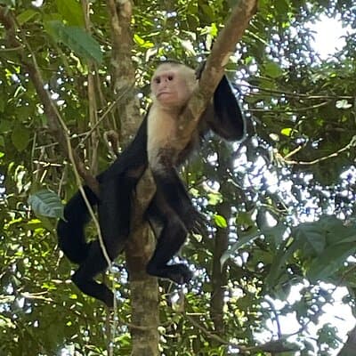 2 Hours Private Guided Hiking Experience to El Miro in Jaco photo 2